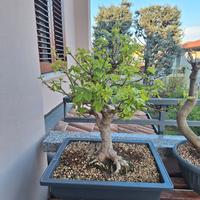 Bonsai Acero