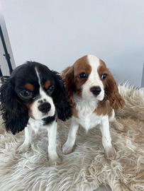 Cavalier king