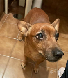 Josh cagnolino pinscher
