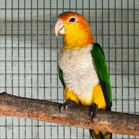 Femmina riproduttiva caicco testa gialla