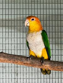 Femmina riproduttiva caicco testa gialla