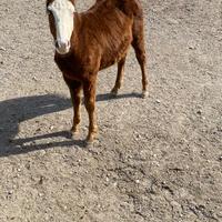 Puledro incrocio paint