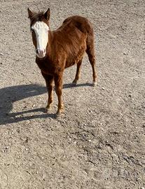 Puledro incrocio paint