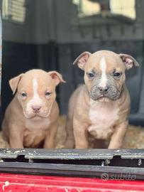 American pitbull terrier