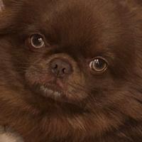 Chihuahua cioccolato stupendo