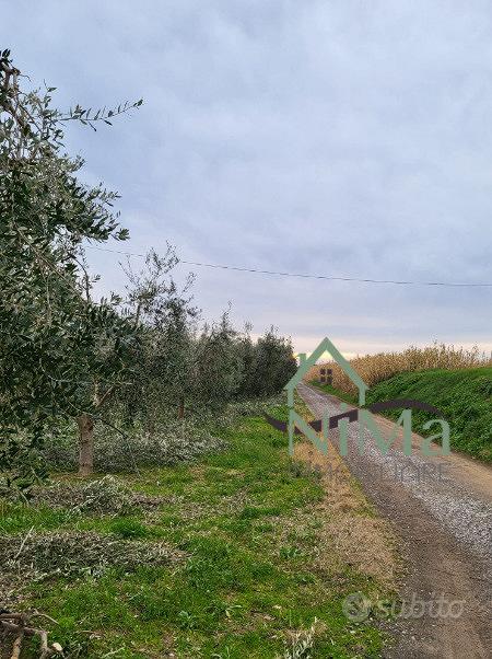 Terreno agric. a - La CaliforniaBibbona - Vista 2