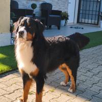 Bovaro del bernese