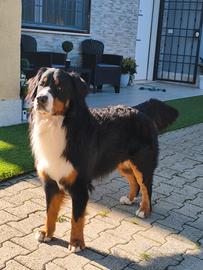 Bovaro del bernese