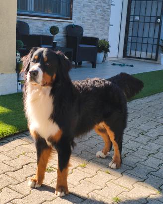 Bovaro del bernese