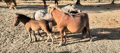 mini pony
