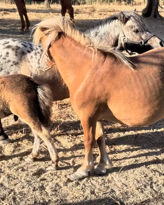 mini pony