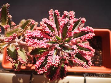Kalanchoe pink butterfly e tubiflora 