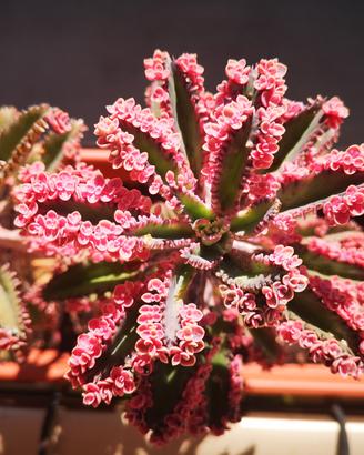 Kalanchoe pink butterfly e tubiflora 