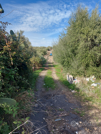 Motta  Sant'anastasia terreno agricolo con 80 albe