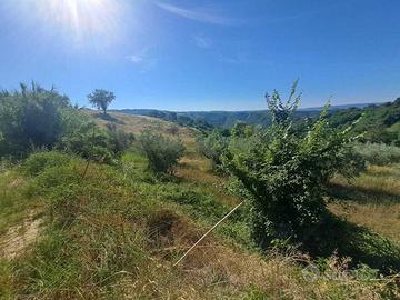 Uliveto a Alviano