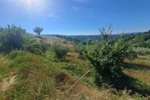 Uliveto a Alviano