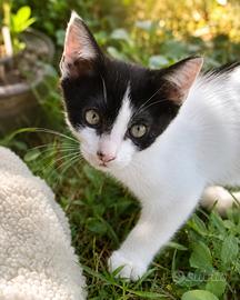 Due gattine 3 mese ha bisogna una casa di amore