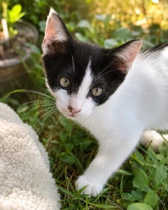 Due gattine 3 mese ha bisogna una casa di amore