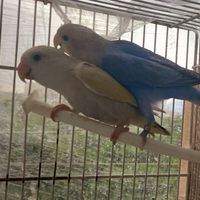 Coppia di inseparabili ottimi nella riproduzione