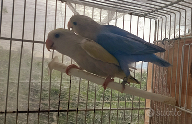 Coppia di inseparabili ottimi nella riproduzione