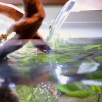 Pulizia Allestimento e Manutenzione Acquario Dolce