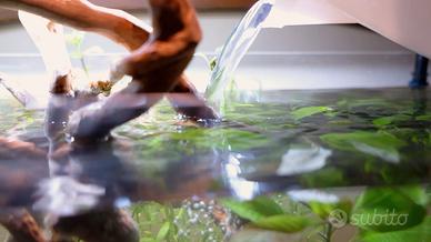 Pulizia Allestimento e Manutenzione Acquario Dolce