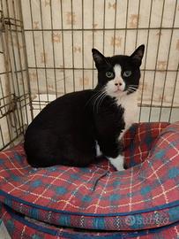 Giovane mammina, con 2 cuccioli