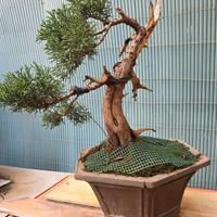 bonsai ginepro 