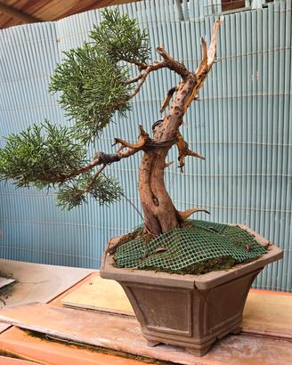 bonsai ginepro 
