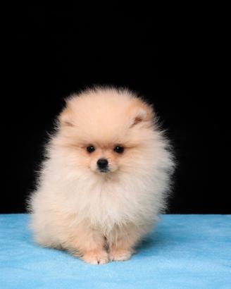 Cucciolo di pomerania