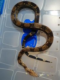 Boa constrictor e pitoni adozione