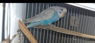 Cocorite