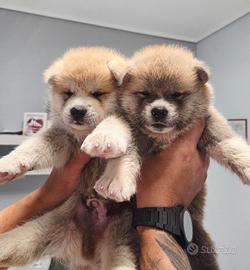 Akita Inu Cuccioli