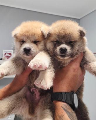 Akita Inu Cuccioli