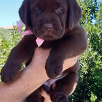 Labrador chocolate con pedigree alta genealogia