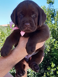 Labrador chocolate con pedigree alta genealogia