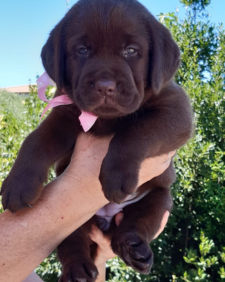 Labrador chocolate con pedigree alta genealogia