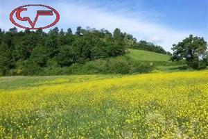Terreno di 6400 m² a Terranuova Bracciolini