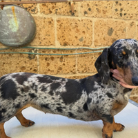 Cuccioli bassotto arlecchino