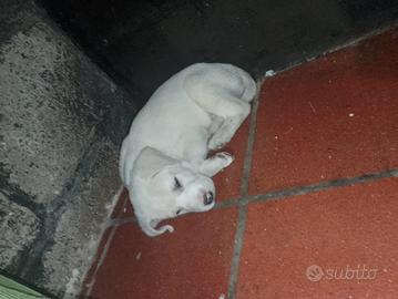 Dogo argentino il babbo e la mamma maremmana