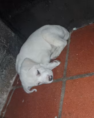 Dogo argentino il babbo e la mamma maremmana
