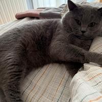 Scottish stright per accoppiamento