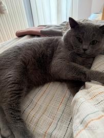 Scottish stright per accoppiamento