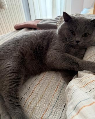 Scottish stright per accoppiamento