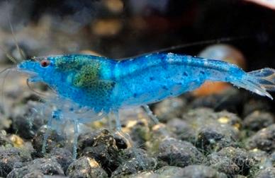 Neocaridine Blue Jelly