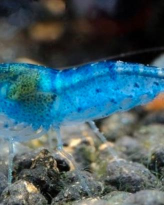 Neocaridine Blue Jelly