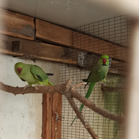 Parrocchetti dal collare