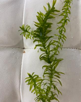 Egeria Densa