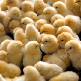 Pulcini e galline