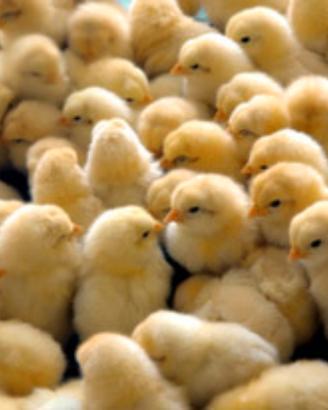 Pulcini e galline